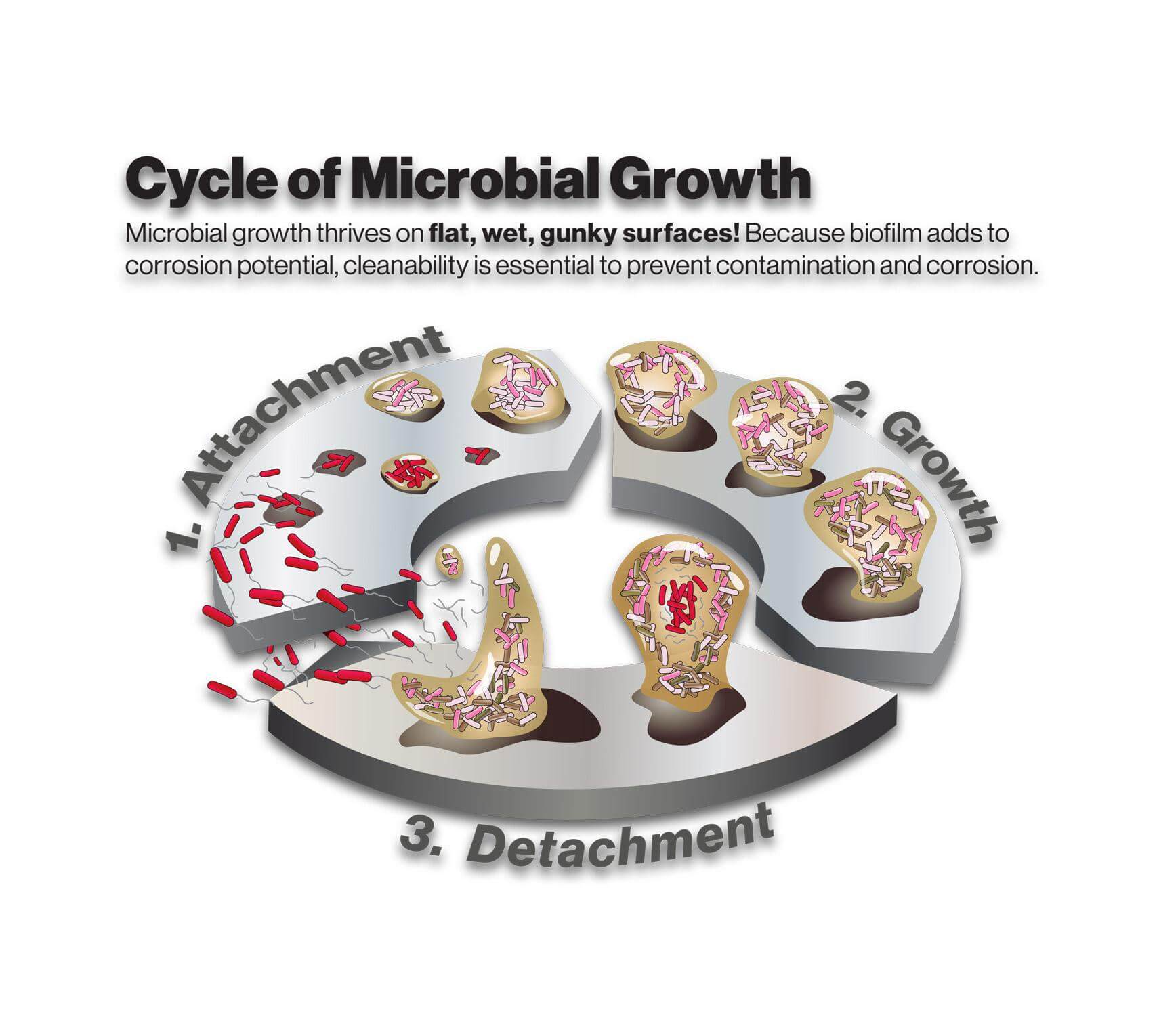 Cycle of Microbial Growth Illustration